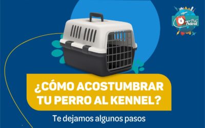 ¿como acostumbrar tu mascota al kennel?